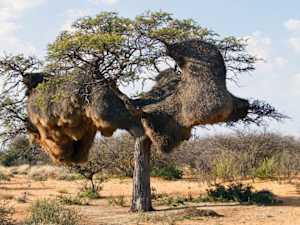 Park Ranger Turns Pale Seeing This Nest - He Evacuates The Area