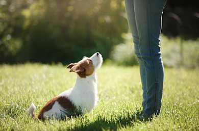 Train Your Pet Fast - Even Experts Are Shocked by This!