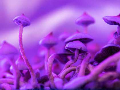 Could This Psychedelic Stock Be the Future of Mental Health?