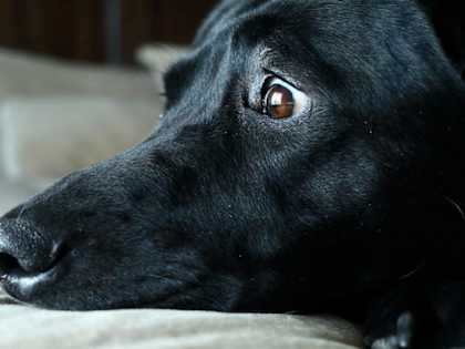 Black Lab Stuns Owners After Giving Birth to a Highly Unusual Litter