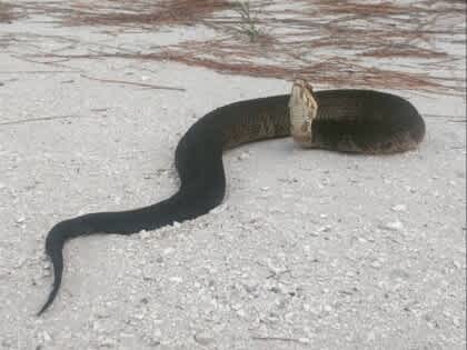 The Animal Most Likely to Kill You in Every State, Maryland is Terrifying