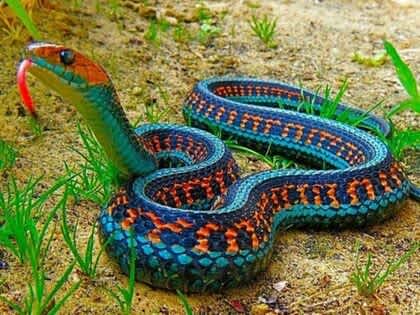 Deadliest Snake on Earth Comes from Georgia