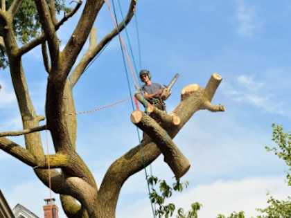 Average Price To Cut Down A Tree Will Leave You Speechless