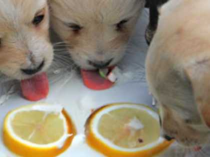 If Your Dog Eats Dry Food (Most Dog Owners Don't Know This)