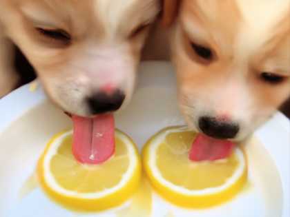 If Your Dog Eats Dry Food (Most Dog Owners Don't Know This)