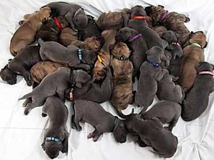 After Rescuing Them, Firemen Realized They Weren't Puppies