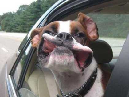 These 15 Animals Know How to Have Fun
