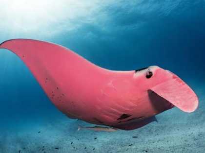 Zoologists Have No Idea What These 15 Creatures Are
