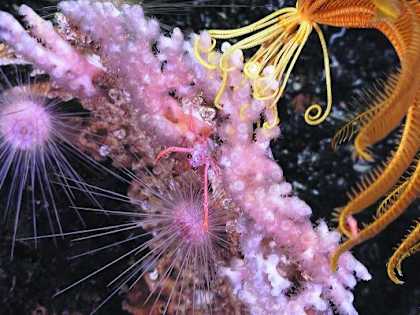 No One Has Any Idea What These Creatures Are