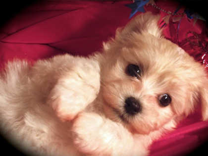 15 Best Dog Breeds for Seniors - No. 7 Will Surprise You