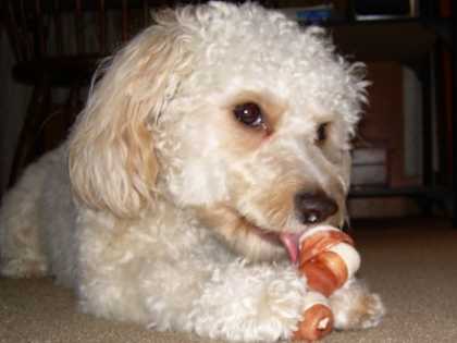 Top Vet: "If You Can't Brush Your Dog's Teeth Daily, Do This"