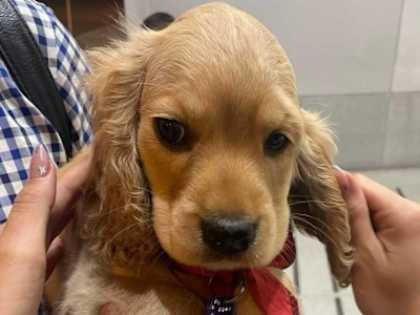 If Your Dog Has Tear Stains (Most Dog Owners Don't Know This)