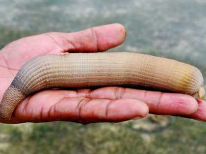 7 Signs Telling That Parasites Are Living Inside Your Body (#2 is Shocking)