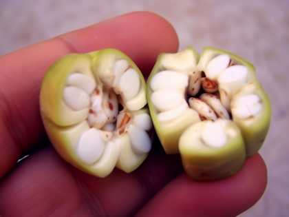 Diabetes is Not from Sweets! Meet the #1 Enemy of Diabetes