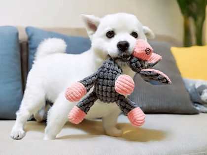 Upgrade to The Best Dog Toy in California Today