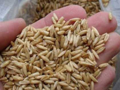 This Simple Trick Kills All Parasites in The Body!