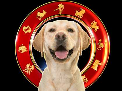 Best Dog Breeds for All 12 Horoscope Signs