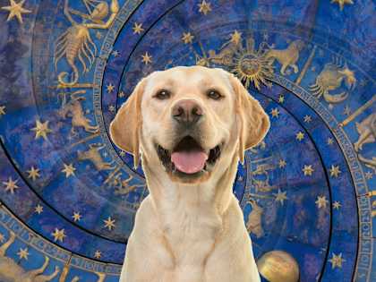 Best Dog Breeds for All 12 Horoscope Signs