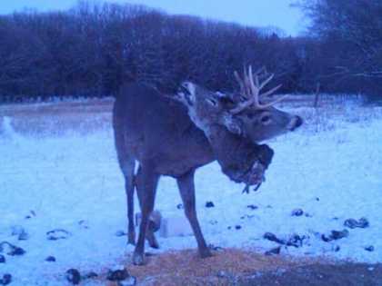 Unbelievable Moments Caught on Trail Cams - #7 is Jaw-Dropping