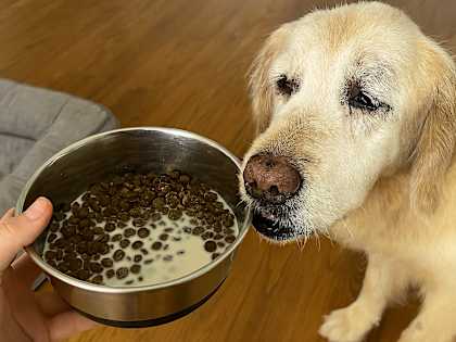 Animal Advocate Reveals You to Never Do This With a Senior Dog