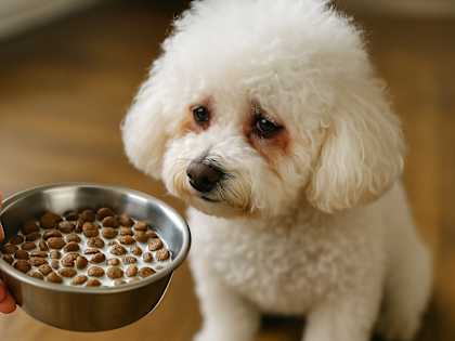 Animal Advocate Reveals What Kibble Does to Your Aging Dog