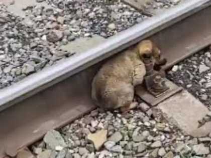 Puppy Refuses to Leave Railway Police Bursts Into Tears When They Discover Why