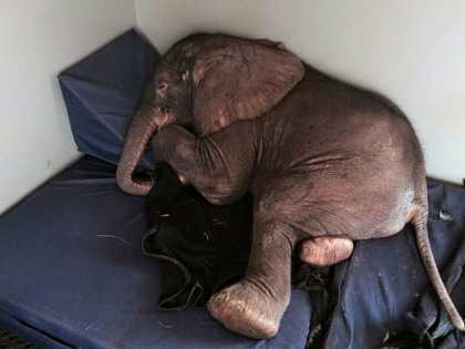 Baby Elephant Decided to Spend His Last Days Alongside This Creature