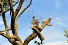 Average Price To Cut Down A Tree Will Leave You Speechless
