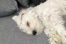 How Dogs Cry For Help: 3 Warning Signs Your Dog Is Crying For Help