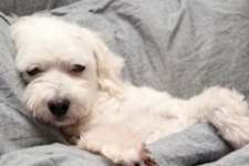 3 Toxic Foods for Dogs: the One Meat You Should Never Feed Your Dog