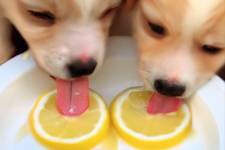 If Your Dog Eats Dry Food (Most Dog Owners Don't Know This)