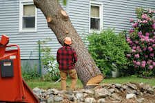 Dallas: Take a Look at the Average Price to Cut Down a Tree