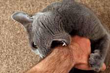If Your Cat Bites You, Here's What It Really Means