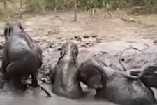 Mama Elephant Does This After Man Saves Her Trapped Baby