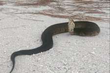 The Animal Most Likely to Kill You in Every State, New York is Terrifying