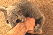 If Your Cat Bites You, Here's What It Really Means