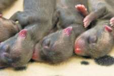 Firemen Think They Saved Puppies, then Realize This
