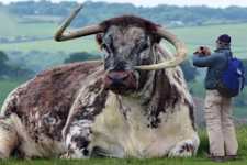 [Gallery] the Most Gigantic Animals That Shouldn't Exist but Do