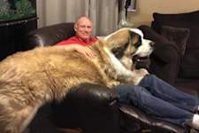 They Are Just a Bit Too Big to Be Lapdogs Lol