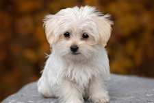 15 Best Dog Breeds for Seniors - No. 7 Will Surprise You