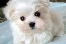15 Best Dog Breeds for Seniors - No. 7 Will Surprise You