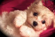 15 Best Dog Breeds for Seniors - No. 7 Will Surprise You