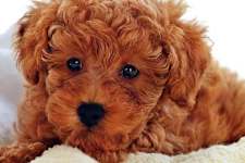 15 Best Dog Breeds for Seniors - No. 7 Will Surprise You
