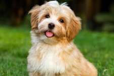 15 Best Dog Breeds For Seniors - No. 7 Will Surprise You