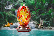The Secret Revealed: Why All Hummingbirds Go To My Neighbor's Garden.
