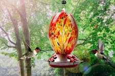 The Secret Revealed: Why All Hummingbirds Go To My Neighbor's Garden