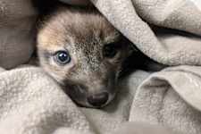 Many Times Foxes Were Discovered Being The Cutest