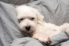 3 Toxic Foods For Dogs: The One Meat You Should Never Feed your Dog