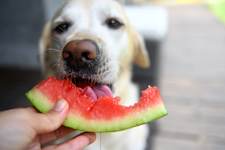 3 Toxic Foods For Dogs: The One Meat You Should Never Feed your Dog