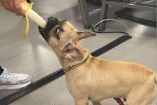 3 Toxic Foods For Dogs: The One Meat You Should Never Feed your Dog